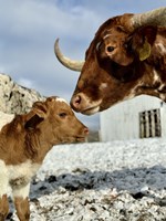 WinterCow/Calf_January/February