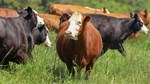 Black and red cattle in pasture 