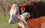 Dana Hereford Cow and Calf