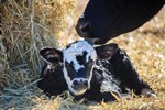 Calf and cow licking 