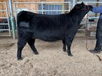 Lot 102 Herd Builder 