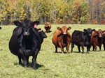 PastureHerd_July/August